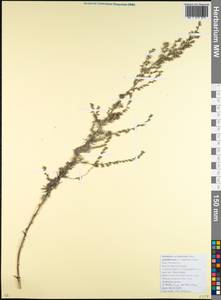 Artemisia caerulescens subsp. caerulescens, Кавказ, Краснодарский край и Адыгея (K1a) (Россия)