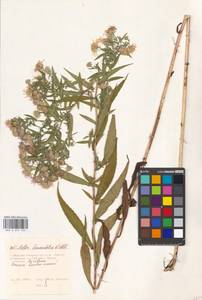 Symphyotrichum lanceolatum (Willd.) G. L. Nesom, Восточная Европа, Московская область и Москва (E4a) (Россия)