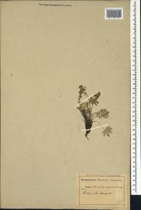 Манжетка шелковая Willd., Кавказ, Абхазия (K4a) (Абхазия)