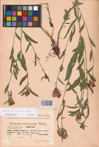 Centaurea ×livonica Weinm., Восточная Европа, Западный район (E3) (Россия)