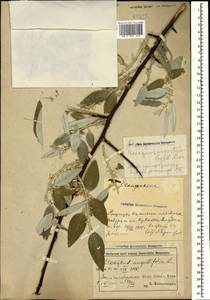 Лох узколистный, Лох обыкновенный L., Кавказ, Азербайджан (K6) (Азербайджан)