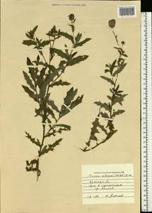 Cirsium arvense var. integrifolium Wimm. & Grab., Восточная Европа, Западный район (E3) (Россия)
