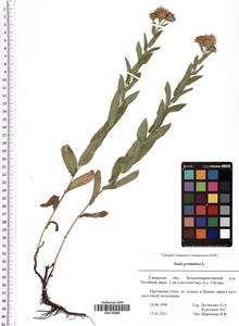Pentanema germanicum (L.) D. Gut. Larr., Santos-Vicente, Anderb., E. Rico & M. M. Mart. Ort., Восточная Европа, Средневолжский район (E8) (Россия)