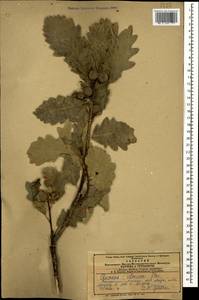 Quercus petraea subsp. polycarpa (Schur) Soó, Кавказ, Армения (K5) (Армения)