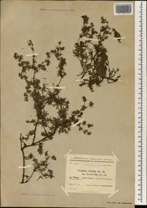 Frankenia ericifolia, Африка (AFR) (Испания)