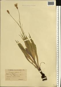 Pseudopodospermum tauricum (M. Bieb.) Vasjukov & Saksonov, Восточная Европа, Нижневолжский район (E9) (Россия)