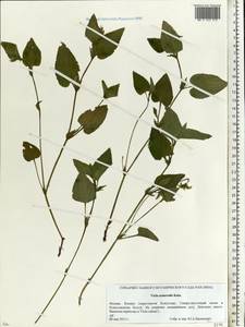 Viola canina subsp. ruppii (All.) Schübl. & G. Martens, Восточная Европа, Московская область и Москва (E4a) (Россия)
