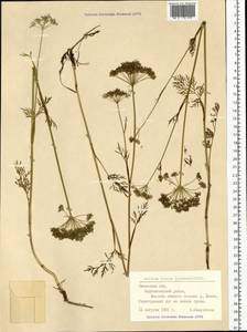 Кадения сомнительная (Schkuhr) Lavrova & V.N.Tikhom., Сибирь, Западная Сибирь (S1) (Россия)