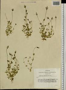 Комастома нежная (Rottb.) Toyok., Сибирь, Алтай и Саяны (S2) (Россия)