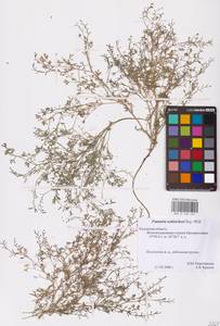 Дымянка Шлейхера Soy.-Will., Восточная Европа, Центральный район (E4) (Россия)