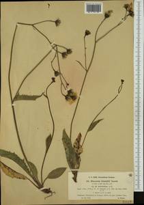Hieracium viride subsp. intricatum (Arv.-Touv.) Zahn, Западная Европа (EUR) (Франция)