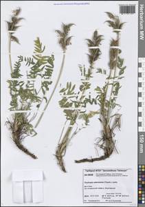 Остролодочник Адамса (Trautv.) Jurtzev, Сибирь, Центральная Сибирь (S3) (Россия)