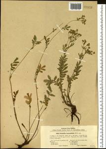 Лапчатка пижмолистная Willd. ex D. F. K. Schltdl., Сибирь, Алтай и Саяны (S2) (Россия)
