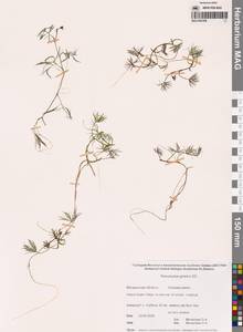 Лютик Гмелина DC., Сибирь, Чукотка и Камчатка (S7) (Россия)