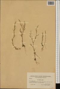 Dianthus nudiflorus Griff., Западная Европа (EUR) (Болгария)