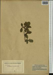 Atadinus pumilus subsp. pumilus, Западная Европа (EUR) (Германия)