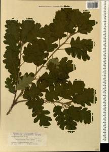 Дуб пушистый Willd., Кавказ, Черноморское побережье (от Новороссийска до Адлера) (K3) (Россия)