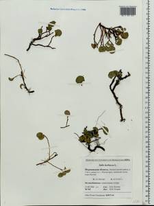 Ива травянистая L., Восточная Европа, Северный район (E1) (Россия)