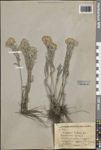 Солонечник мохнатый, Грудница мохнатая (L.) Rchb.fil., Восточная Европа, Центральный лесостепной район (E6) (Россия)