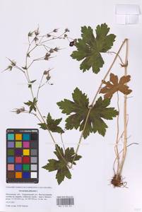 Герань темно-бурая L., Восточная Европа, Московская область и Москва (E4a) (Россия)