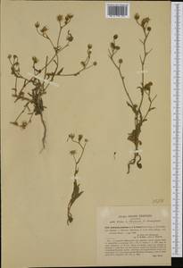 Andryala integrifolia L., Западная Европа (EUR) (Италия)