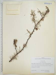 Лиственница даурская (Rupr.) Kuzen., Сибирь, Дальний Восток (S6) (Россия)