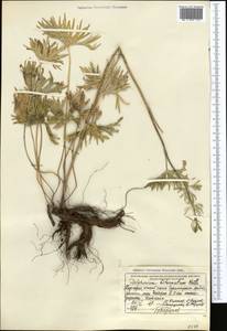 Живокость дваждытройчатая Huth, Средняя Азия и Казахстан, Западный Тянь-Шань и Каратау (M3) (Киргизия)