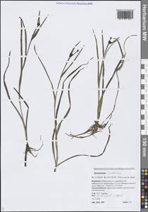 Ежеголовник плавающий L., Сибирь, Прибайкалье и Забайкалье (S4) (Россия)