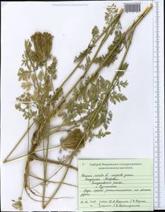 Морковь обыкновенная, Морковь дикая L., Восточная Европа, Средневолжский район (E8) (Россия)