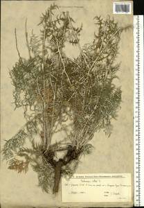 Echinops ritro var. ruthenicus (M.Bieb.) Schrad., Восточная Европа, Нижневолжский район (E9) (Россия)