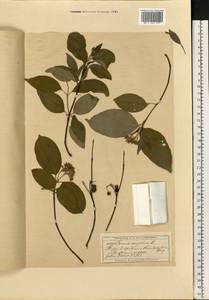 Cornus sanguinea subsp. sanguinea, Восточная Европа, Московская область и Москва (E4a) (Россия)