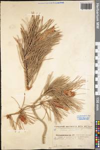 Сосна обыкновенная L., Восточная Европа, Северо-Украинский район (E11) (Украина)