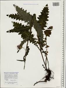 Чертополох прижатый C. A. Mey., Кавказ, Ставропольский край, Карачаево-Черкесия, Кабардино-Балкария (K1b) (Россия)