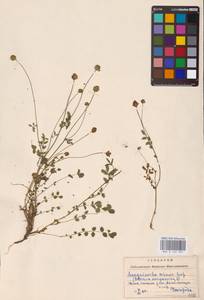 Poterium sanguisorba subsp. sanguisorba, Восточная Европа, Западно-Украинский район (E13) (Украина)