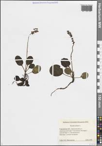 Грушанка малая L., Восточная Европа, Западный район (E3) (Россия)