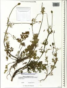 Roemeria ocellata, Кавказ, Азербайджан (K6) (Азербайджан)