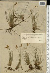 Осока приземистая Willd. ex Wahlenb., Восточная Европа, Нижневолжский район (E9) (Россия)