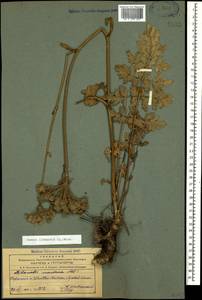 Жабрица порезниковая (L.) W. D. J. Koch, Кавказ, Азербайджан (K6) (Азербайджан)