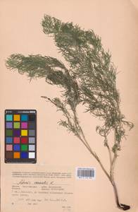 Горицвет весенний, Адонис весенний L., Восточная Европа, Восточный район (E10) (Россия)