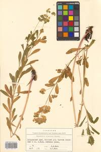 Молочай острый L., Сибирь, Дальний Восток (S6) (Россия)