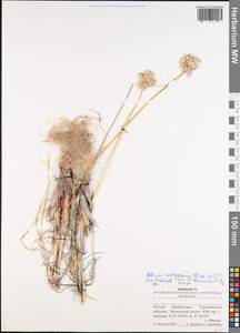 Лук меловой N.Friesen & Seregin, Восточная Европа, Нижневолжский район (E9) (Россия)