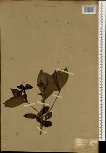 Gardenia jasminoides J.Ellis, Зарубежная Азия (ASIA) (Япония)