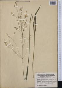 Achnatherum virescens (Trin.) Banfi, Galasso & Bartolucci, Западная Европа (EUR) (Франция)