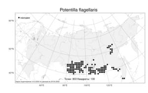 Potentilla flagellaris, Лапчатка плетистая D. F. K. Schltdl., Атлас флоры России (FLORUS) (Россия)