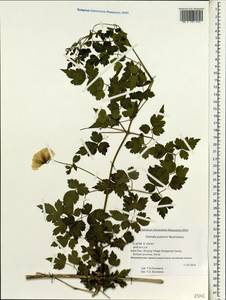 Clematis potaninii Maxim., Зарубежная Азия (ASIA) (КНР)