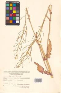 Брюква, Рапс L., Восточная Европа, Нижневолжский район (E9) (Россия)