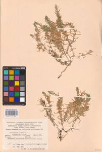 Ясколка полевая L., Восточная Европа, Восточный район (E10) (Россия)