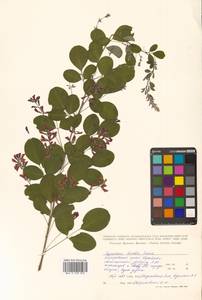 Леспедеца двуцветная Turcz., Сибирь, Дальний Восток (S6) (Россия)