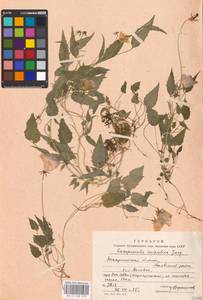 Campanula carpatica Jacq., Восточная Европа, Западно-Украинский район (E13) (Украина)