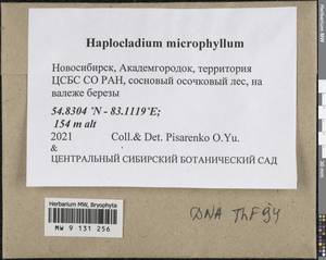 Haplocladium microphyllum (Sw. ex Hedw.) Broth., Гербарий мохообразных, Мхи - Западная Сибирь (включая Алтай) (B15) (Россия)